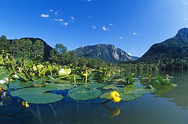 Yellow Water Lily (Nuphar lutea) on the Lunzer See Lake, Lunz am See, Lower Austria, Europe