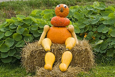 Figure made of Pumpkins (Cucurbita), Upper austria, Europe