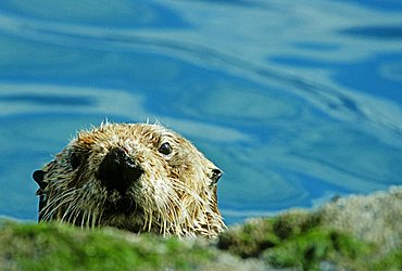 Curious sea otter, Prince William Sound, Alaska, USA