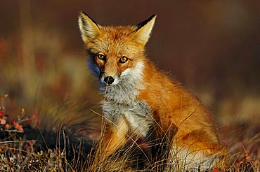 Fox (Vulpes vulpes) at daybreak, Denali National Park, Alaska, USA