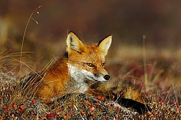 Fox (Vulpes vulpes) at daybreak, Denali National Park, Alaska, USA