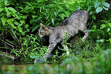 European wildcat (Felis silvestris), Switzerland, Europe