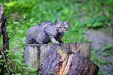 European wildcat (Felis silvestris), Switzerland, Europe