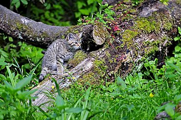 Young European wildcat (Felis silvestris), Switzerland, Europe