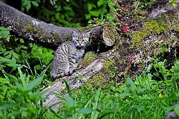 Young European wildcat (Felis silvestris), Switzerland, Europe