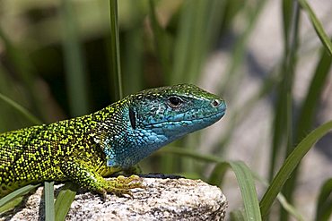 Eastern green lizard Lacerta viridis