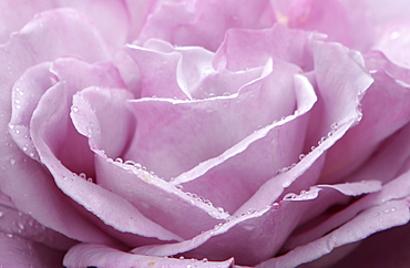 Pink rose with rain drops