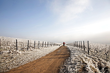 Man jogging through vineyards in winter, frost, Deutsche Weinstrasse, German Wine Route, Frankweiler, South Palatinate, Rhineland-Palatinate, German