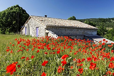 Field of Poppies surrounding an old sandstone house, Provence, France, Europe