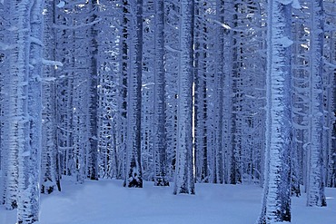 Snow covered trees in the Harz, Saxony-Anhalt, Germany