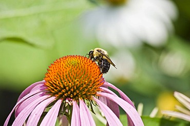 Bee pollinating Echinacea flower (Echinacea)