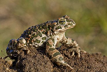 Green Toad (Bufo viridis)