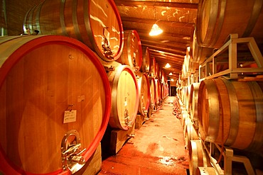 Wine cellar, Cantina di Vino, Zeni, Bardolino, Italy, Europe