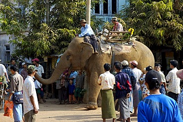 Elefant on market square Kyaikhtiyo Pagoda Bago Burma