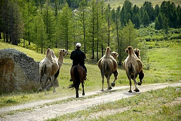 Three camels and a rider on a horse in the forest Terelj National Park Mongolia