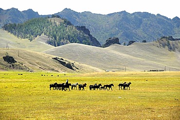 Herde of horses in wide open landscape with grassland and mountains Terelj National Park Mongolia