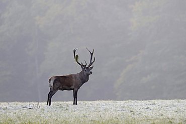 Red deer (Cervus elaphus), stag, in a hoarfrost meadow