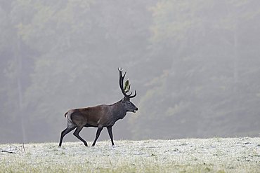 Red deer (Cervus elaphus), stag, in a hoarfrost meadow