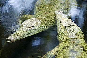 White Crocodiles (Crocodilia) in Haller Park in Mombasa, Kenya, Africa