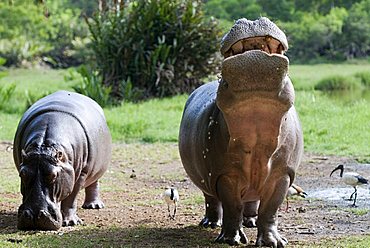 Hippopotamuses (Hippopotamus amphibius) in Haller Park in Mombasa, Kenya, Africa