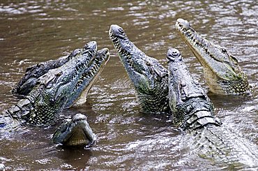 Crocodiles (Crocodilia) in Haller Park in Mombasa, Kenya, Africa