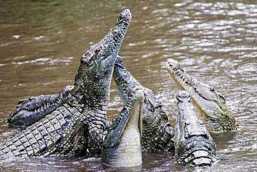 Crocodiles (Crocodilia) in Haller Park in Mombasa, Kenya, Africa