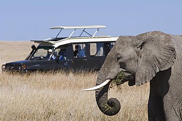 Tourists watching a grazing elephant from the safety of their car, Serengeti, Tanzania, Africa