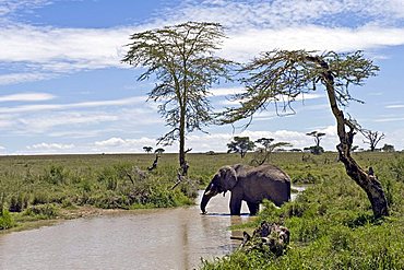 Elephant (Loxodonta africana) drinking at the Seronera river in Serengeti, Tanzania, Africa