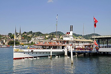 Excursion boat, landing stage, swans, riverside, Vierwaldstaetter See or Lake Lucerne, Swiss flag, Switzerland, Europe