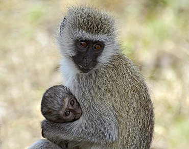 Grivet (Chlorocebus aethiops), female with young animal on the arm, Serengeti, Tanzania