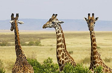 Giraffe, Masai Giraffe (Giraffa camelopardalis), three giraffes, front, side and back, Masai Mara, Kenya