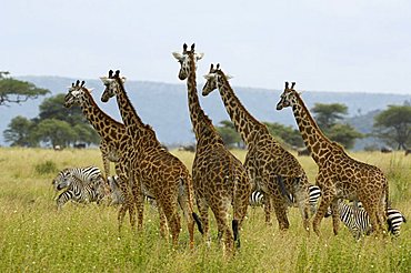 Masai Giraffes (Giraffe camelopardalis), herd with zebras, Serengeti, Tanzania