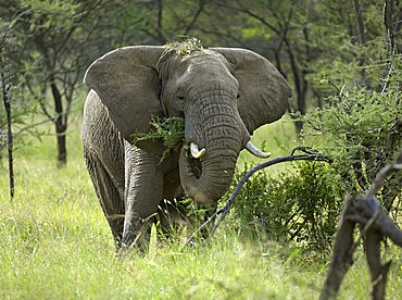 African Bush Elephant (Loxodonta africana), eating bush, Western Corridor, Serengeti, Tanzania