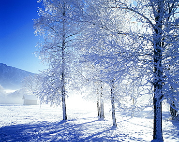 Winter time snow tree hoarfrost