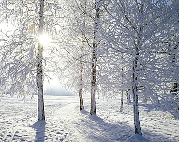 Winter time snow tree hoarfrost