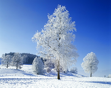 Winter time snow tree hoarfrost