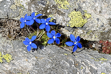 Gran Paradiso National Park between Piemonte Piedmont and Aosta valley Italy Garian Alps Gentiana verna