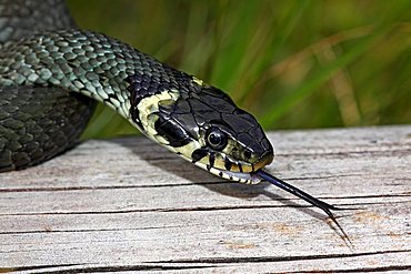 Grass Snake, Ring Snake (Natrix natrix), flickering tongue