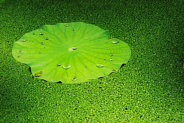 Lotus (Nelumbo), Shanghai, China, Asia