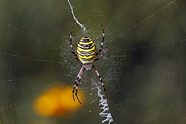 Female wasp spider (Argiope bruennichi) in spiderweb