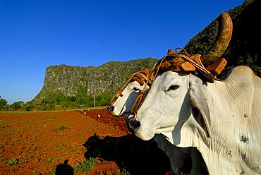 Bulls (Bovidae) used to plough a field in Pinar del Río, Cuba, Caribbean, Americas