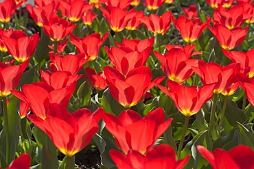 Tulip tulipa