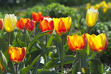 Tulip tulipa