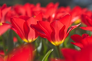 Tulip tulipa