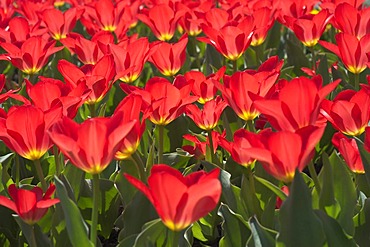 Tulip tulipa