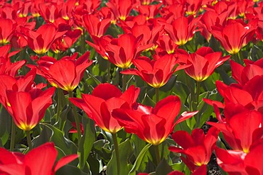 Tulip tulipa