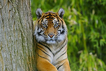 Sumatran Tiger (Panthera tigris sumatrae)