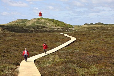 Wooden walkway through a heath landscape, North Sea, Amrum Island, Schleswig-Holstein, Germany, Europe