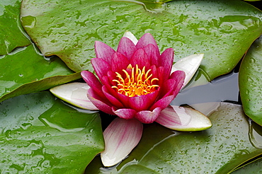 Waterlily (Nymphaea hybrid)