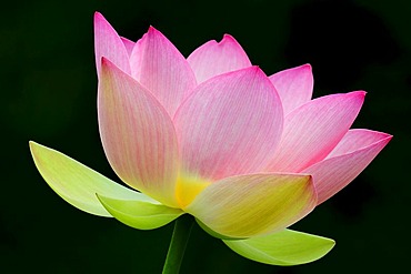 Pink Lotus (Nelumbo) flower